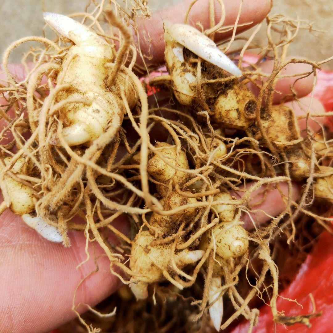 黄精种子  大量姜形多花黄精种苗批发(国家2020版药点品种