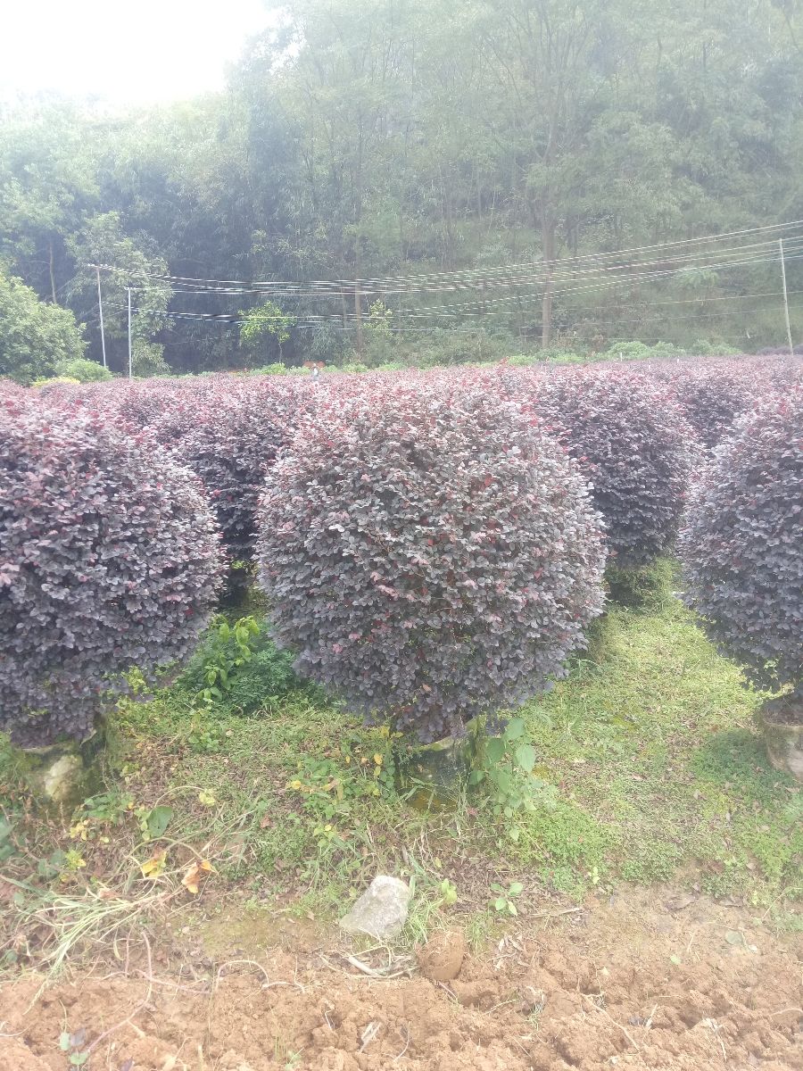 黑珍珠红继木  红继木