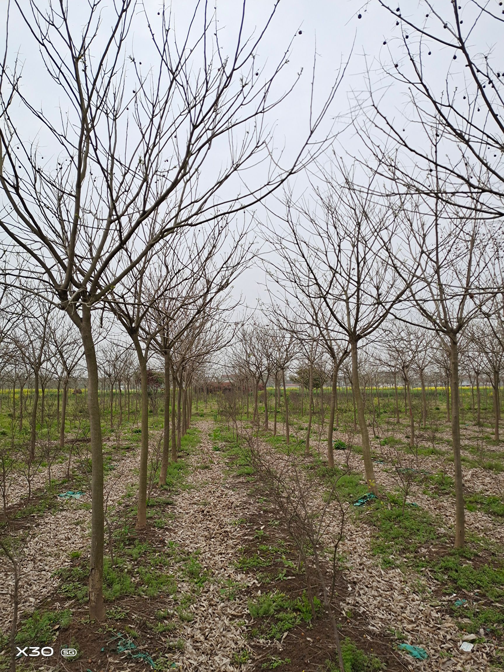 无患子树 7公分无患子 8公分无患子 10公分无患子