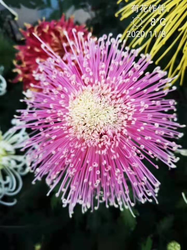 国庆菊 