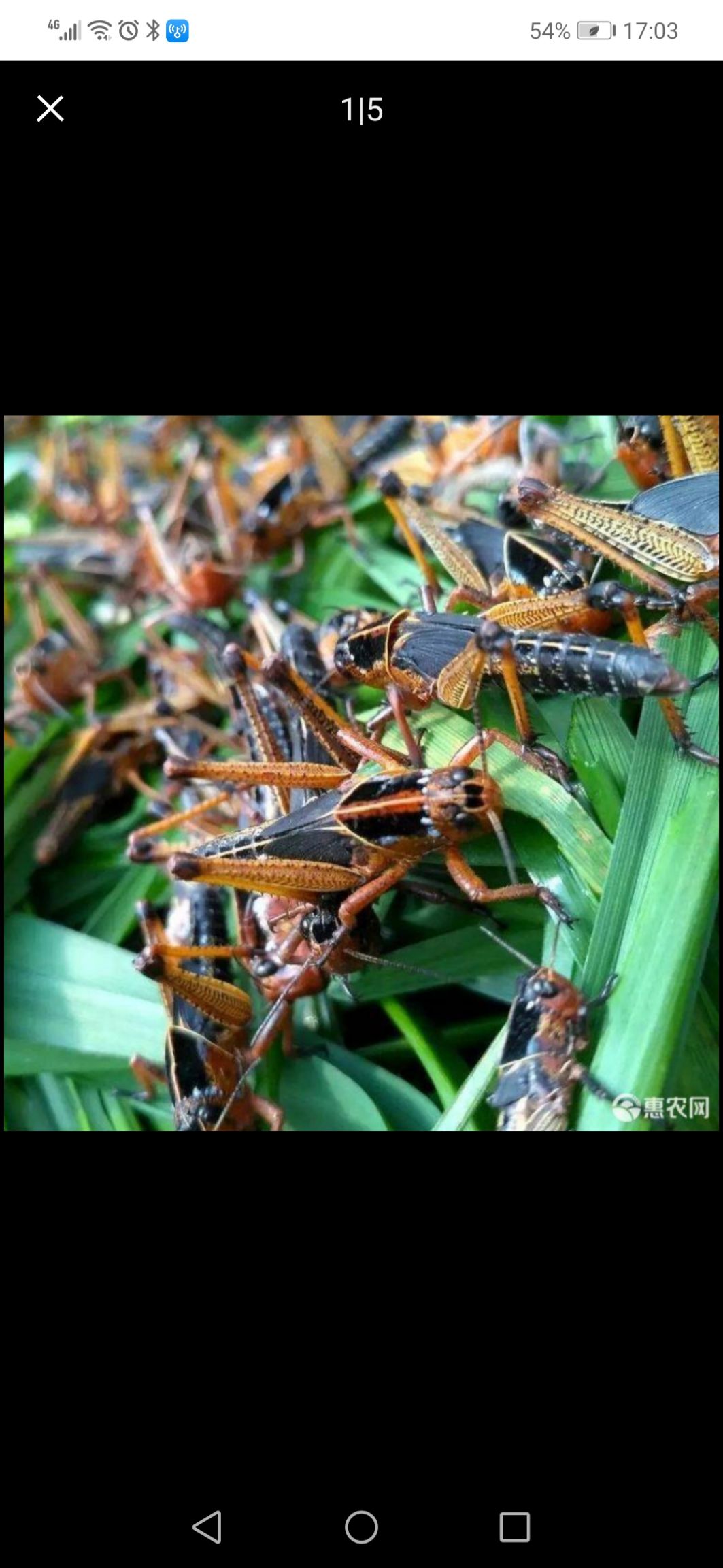 东亚飞蝗，四龄虫。活体蚂蚱