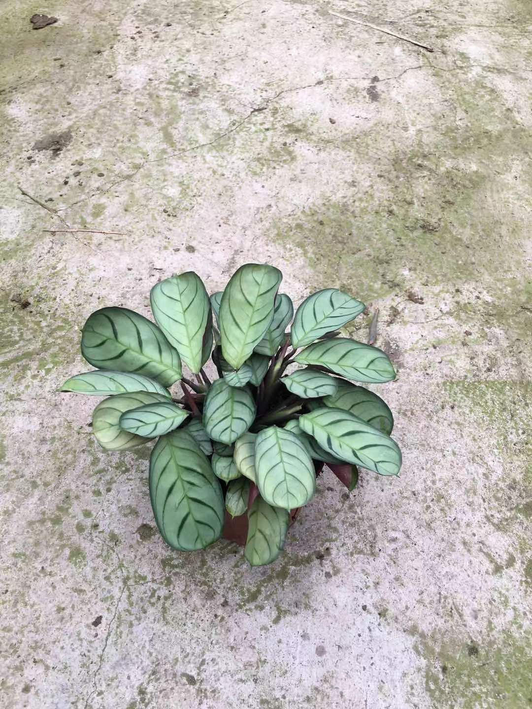  盆栽 孔雀竹芋  120大叶艾玛 110小叶艾玛