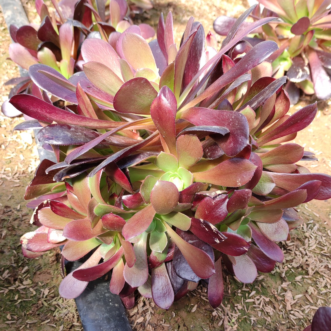 多肉法师。超大多头捧花