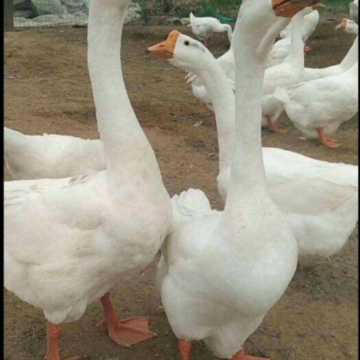 金沙县三花，大三花鹅苗，霍尔多巴