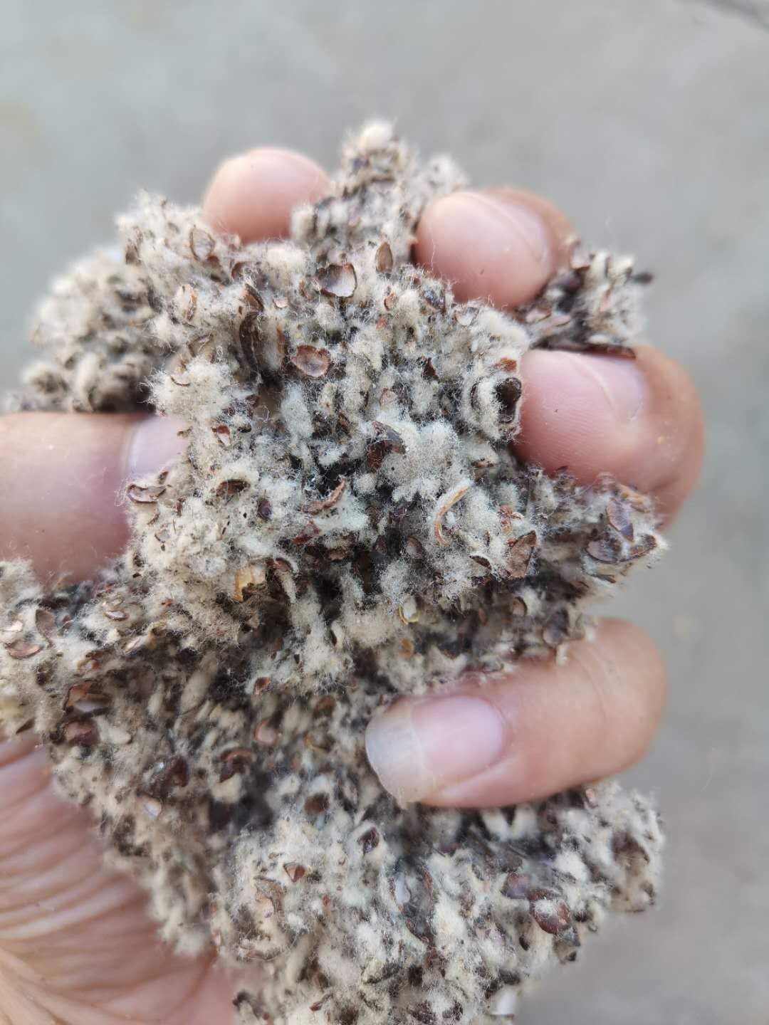 直销新疆库尔勒阿克苏棉籽壳棉渣棉粕棉仁棉籽棉饼