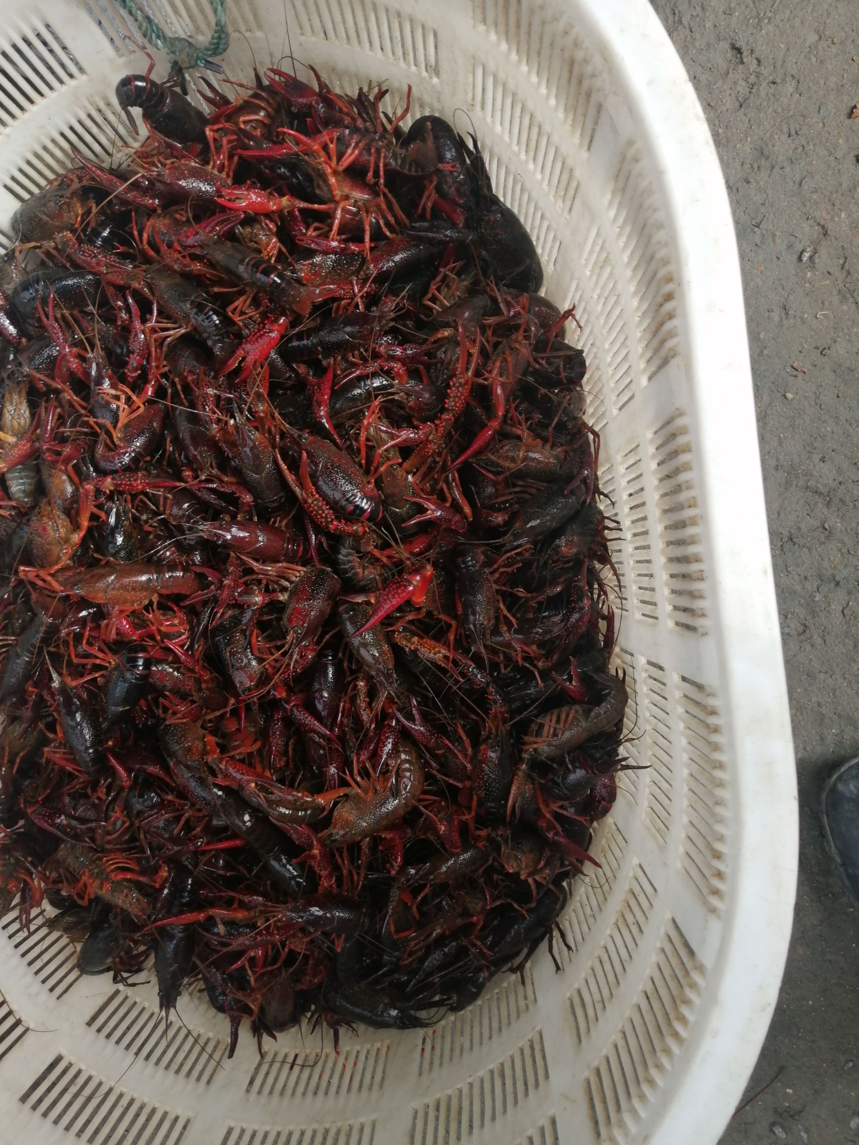 小龙虾 长年供应大龙虾