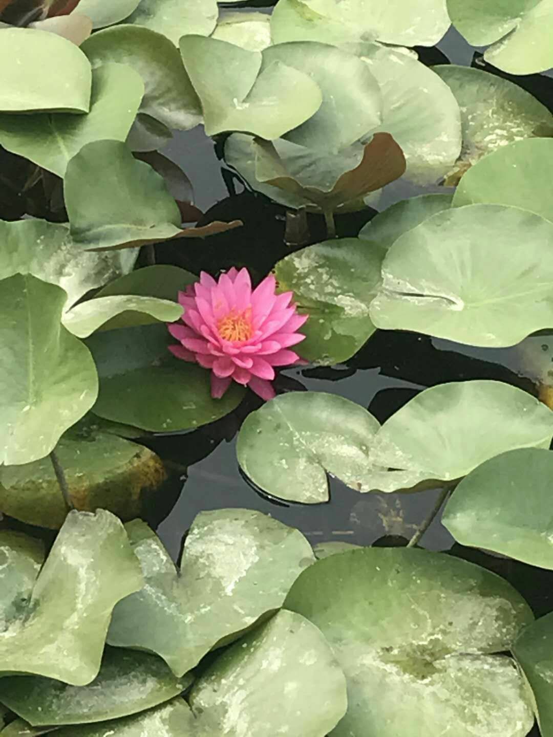 出售，荷花，睡莲，芦苇，千屈菜，人工浮岛，美人蕉，黄昌蒲……