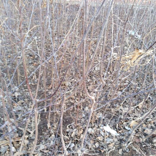 围场县 大量出售苹果树苗1年2年生2到4公分小苗