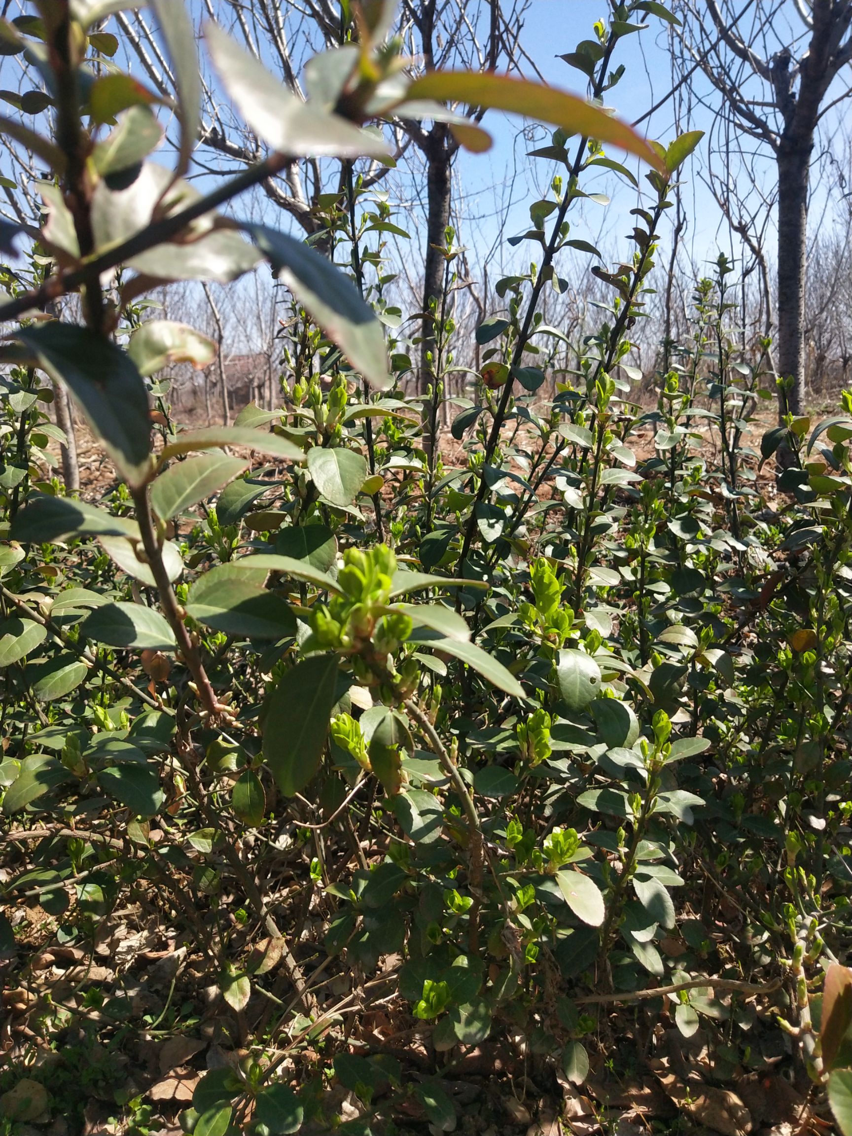 自己苗圃优质扶芳藤，三分枝，质量保证