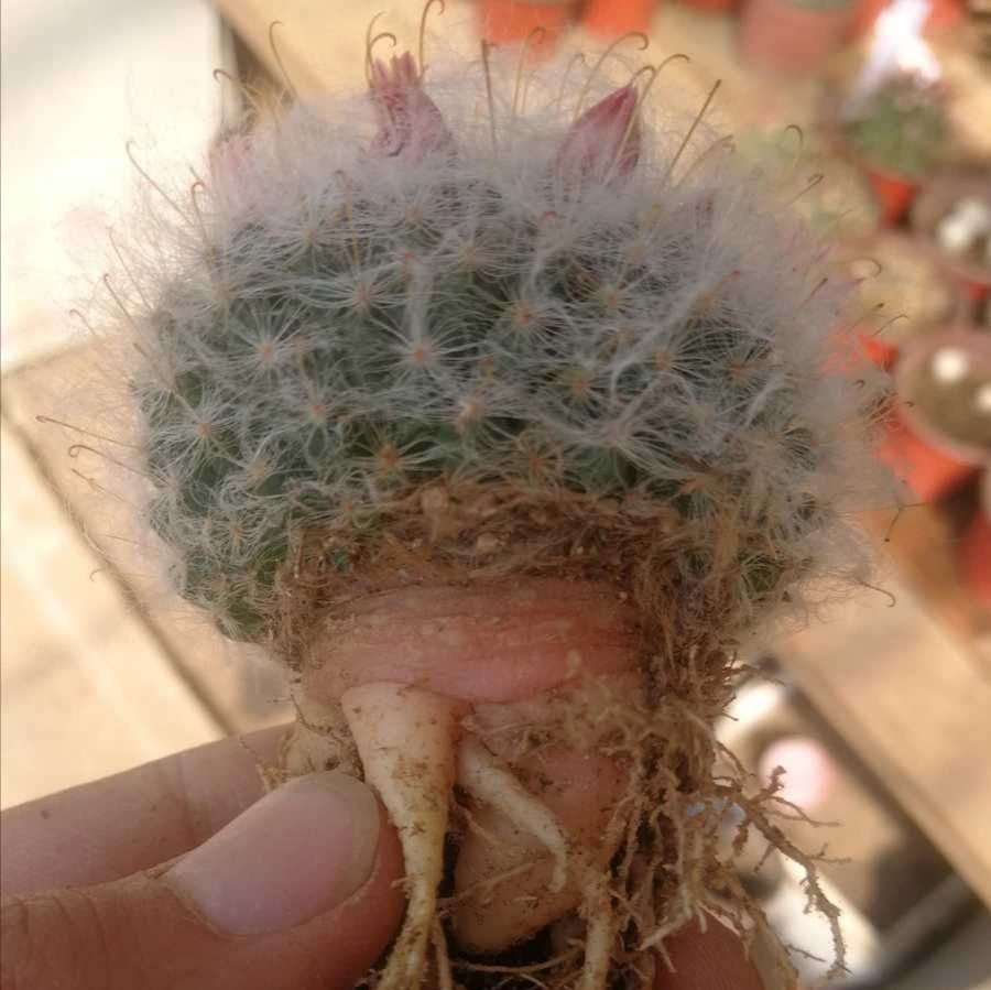 仙人球【高砂】