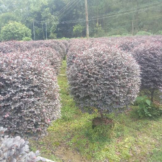 黑珍珠红继木  红继木