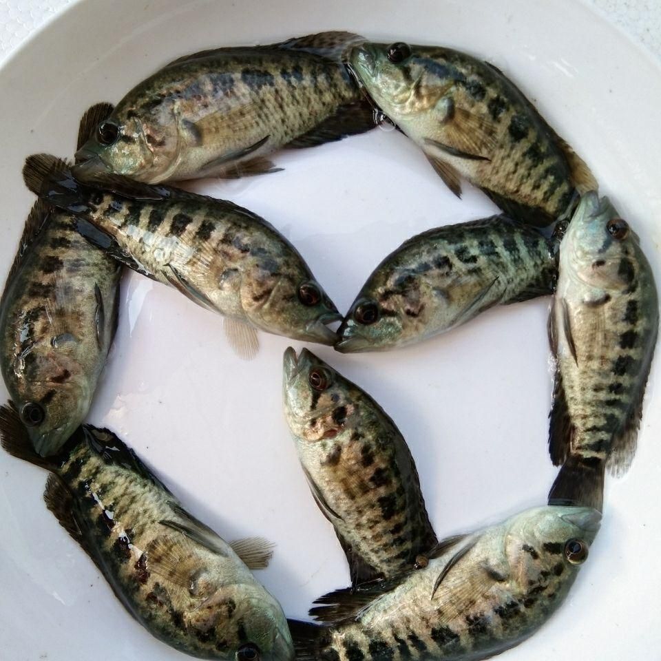 石斑鱼苗 淡水石斑鱼苗