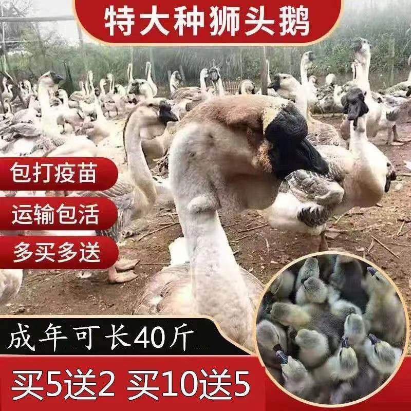 狮头鹅苗 小鹅活体苗纯种狮头鹅宠物活体特大种大型纯种正宗狮子头鹅朗德鹅