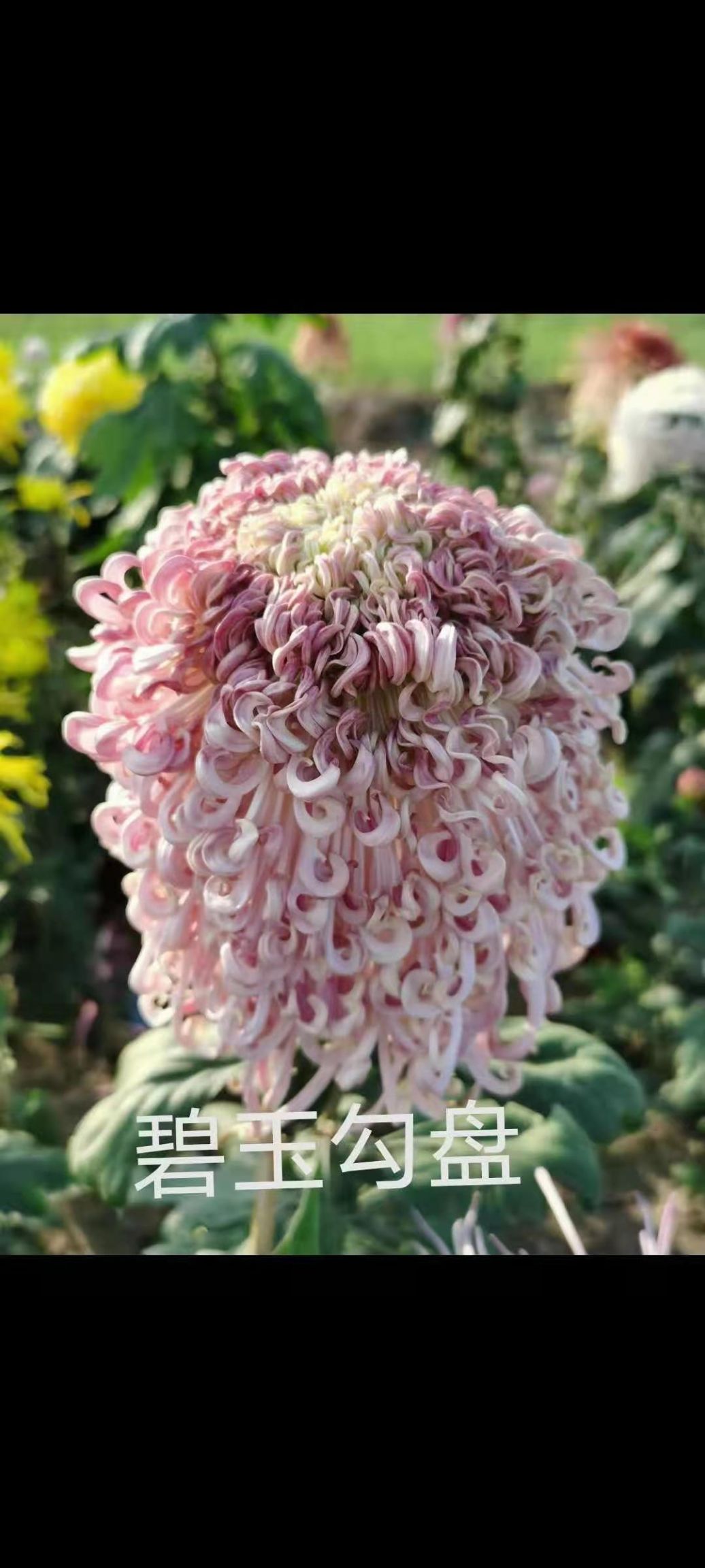 国庆菊 