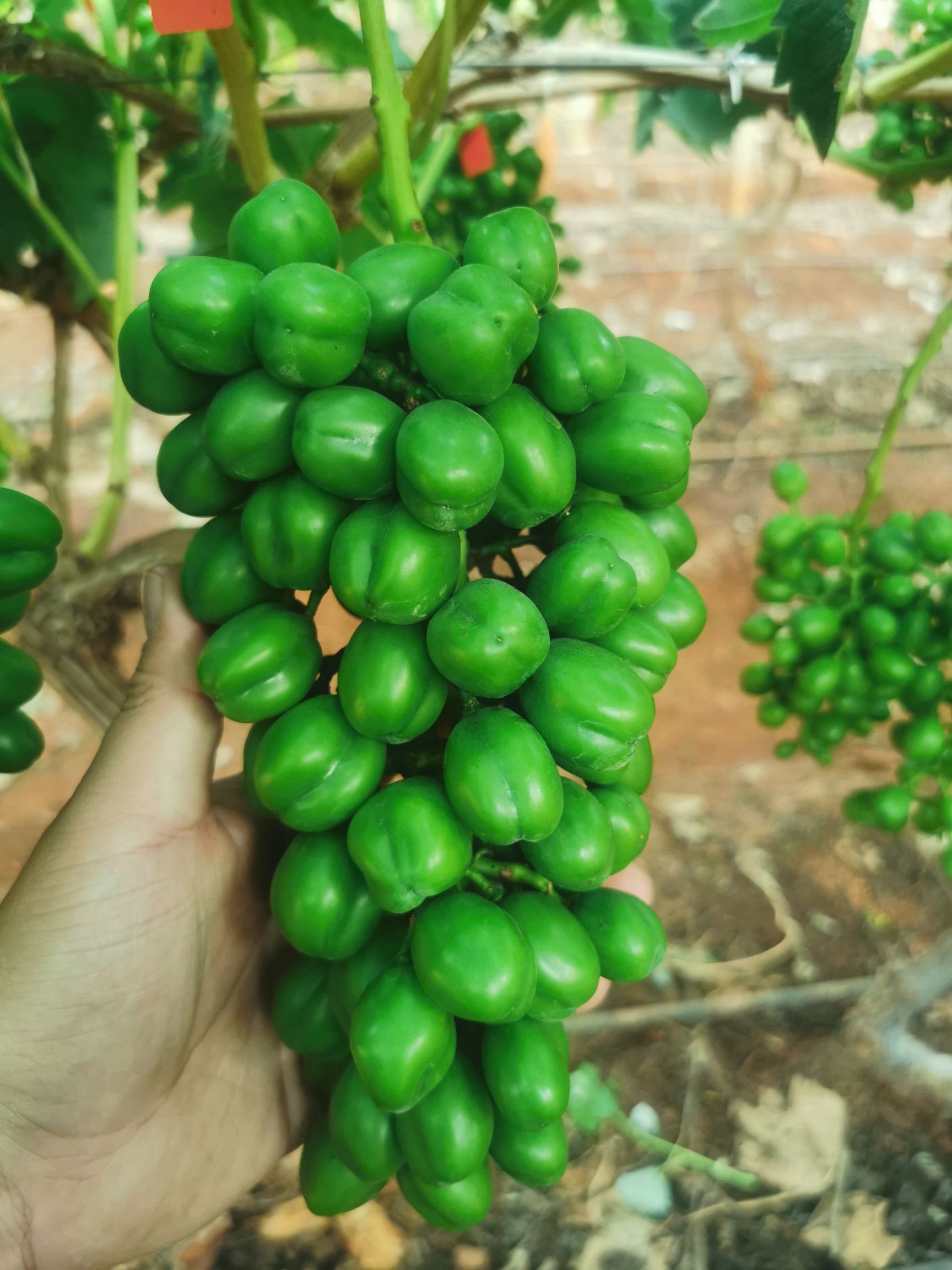 阳光玫瑰 预计4月底上市