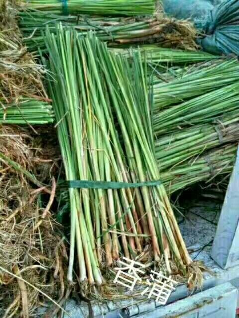 小香蒲 大量出售，香蒲