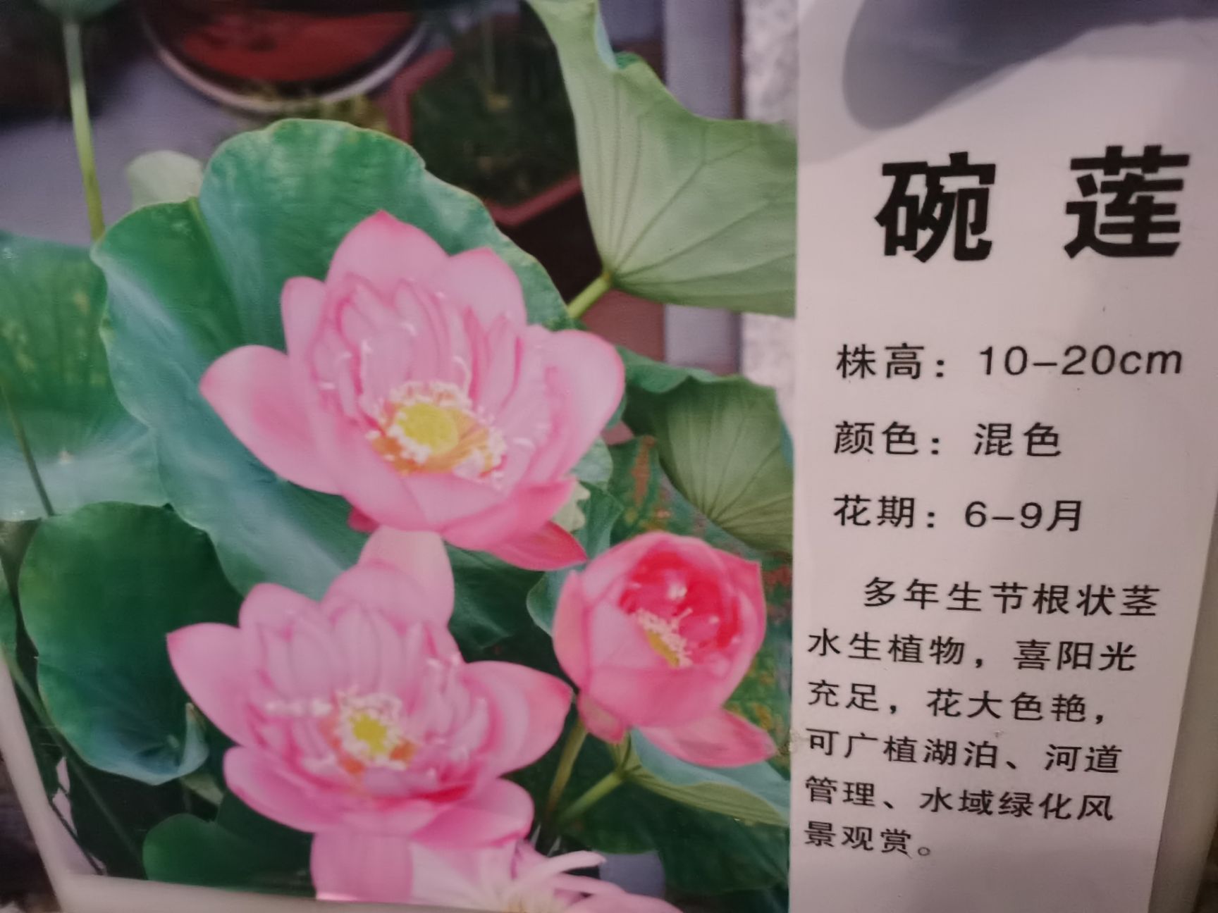  水生植物荷花种子