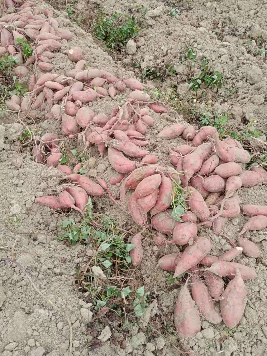 大叶红，西瓜红，精品沙地红薯，十五天后大量陆续上市，需要提前