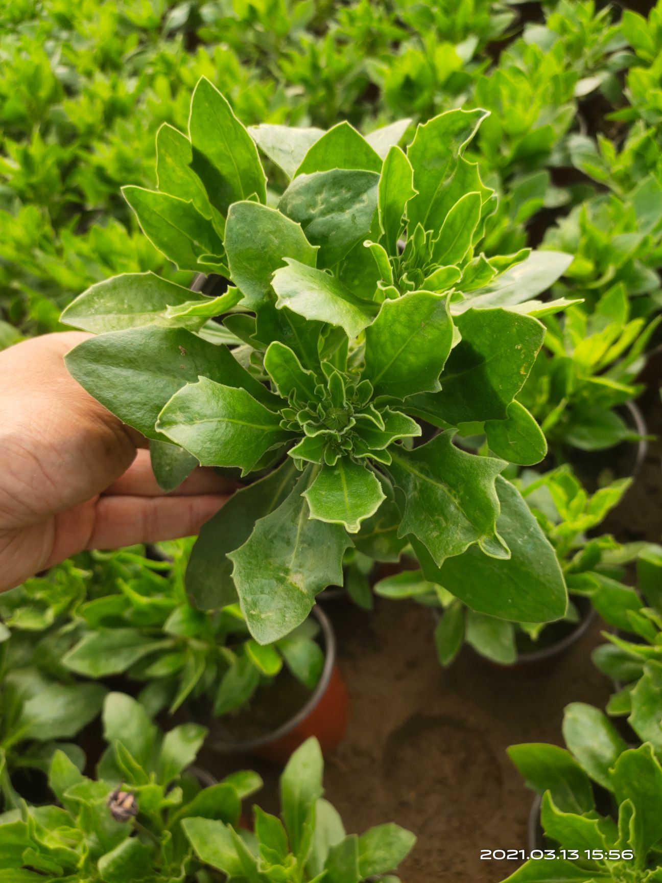 万寿菊苗  南非万寿菊价 南非万寿菊产地 南非万寿菊种植基地