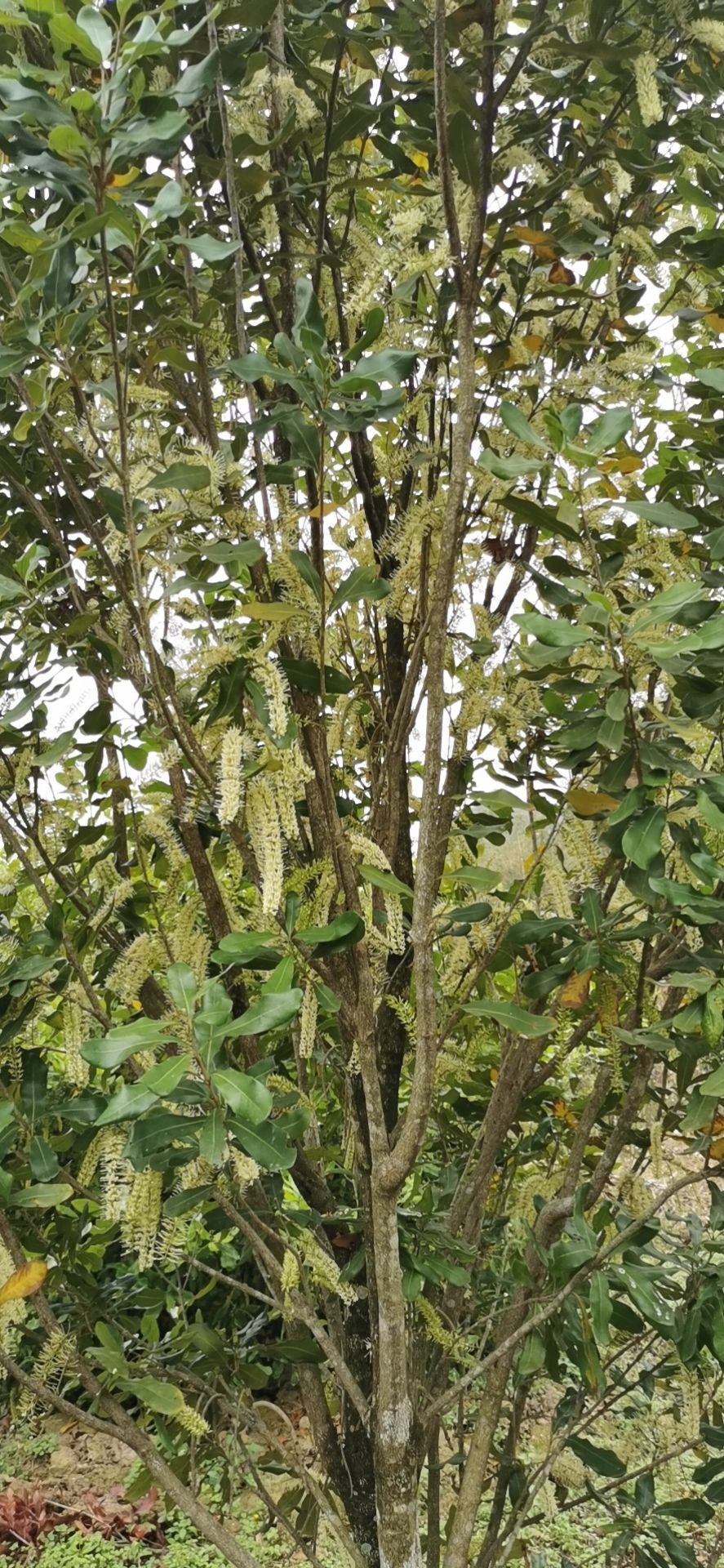 夏威夷果苗 澳洲坚果苗木