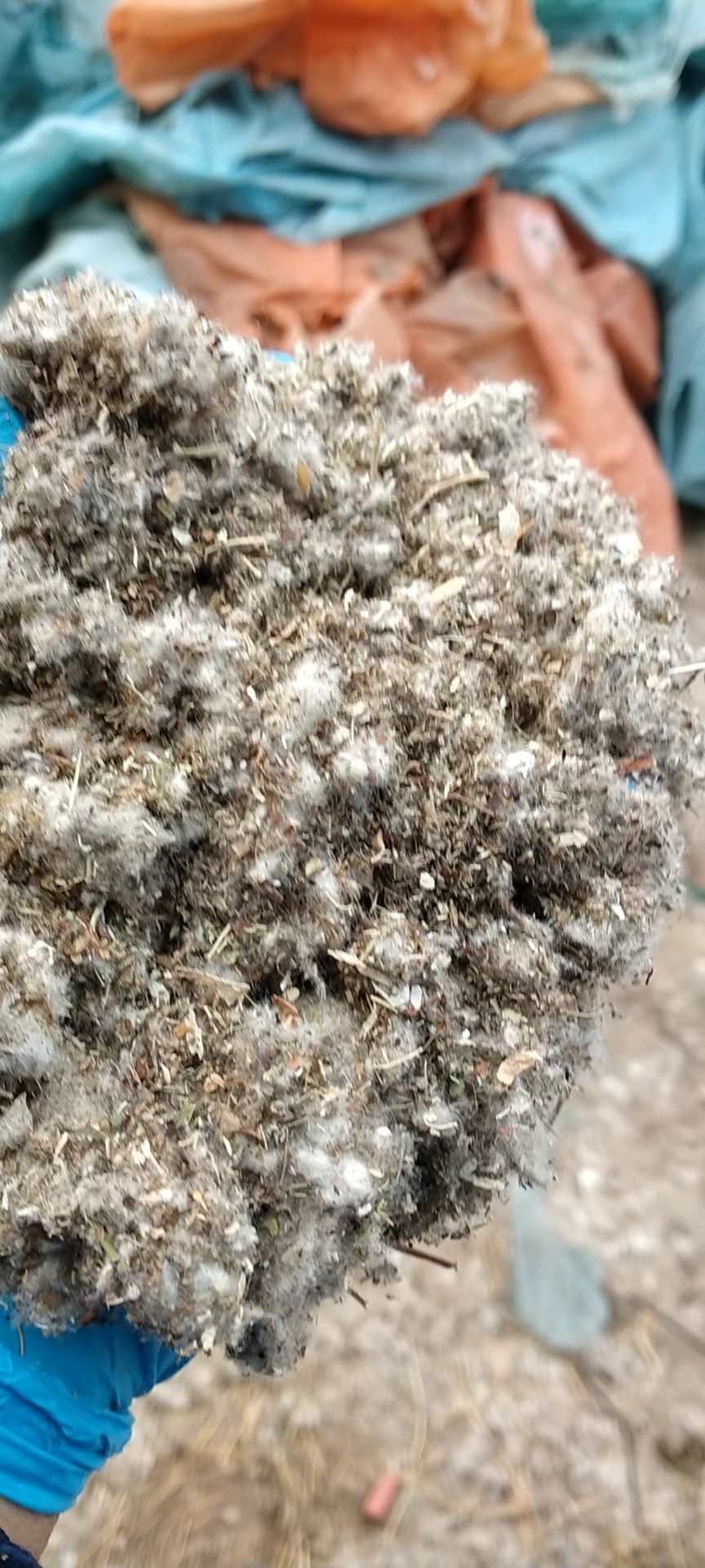 直销新疆库尔勒阿克苏棉籽壳棉渣棉粕棉仁棉籽棉饼