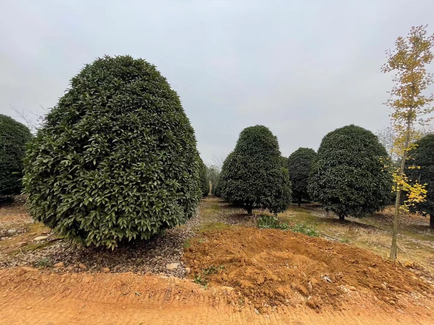 八月桂  供应精修桂花树，2.5米冠和3米冠