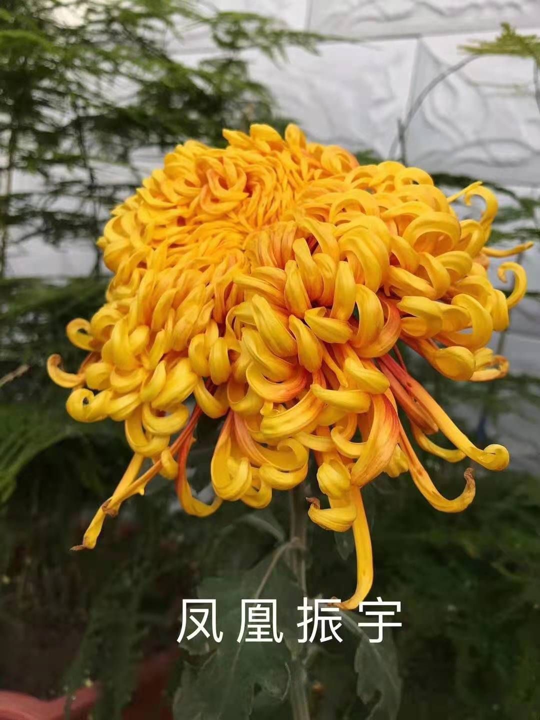 国庆菊 