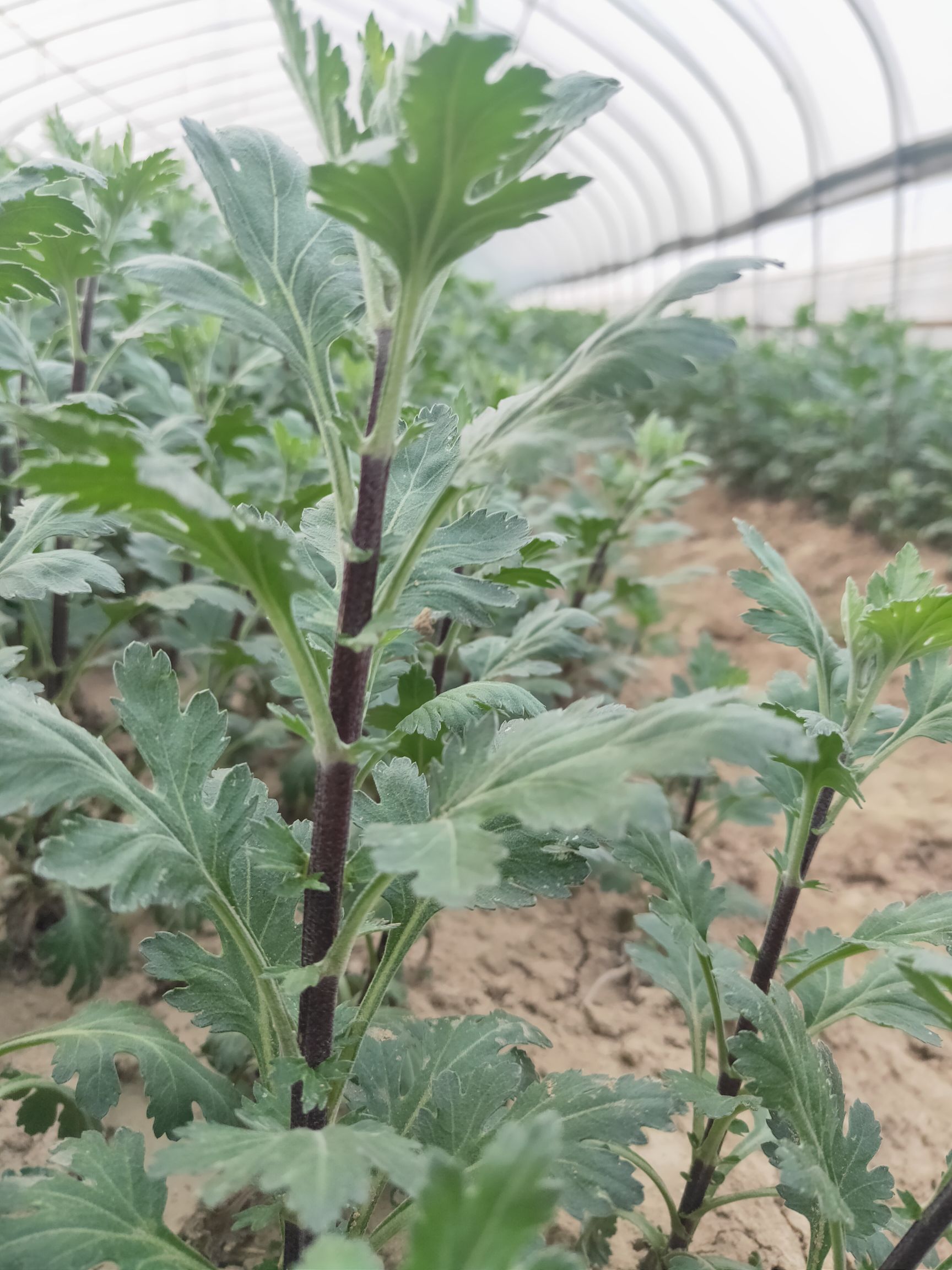 菊花七月菊苗、凤凰巢黄山市歙县 提供快递整车物流与技术指导
