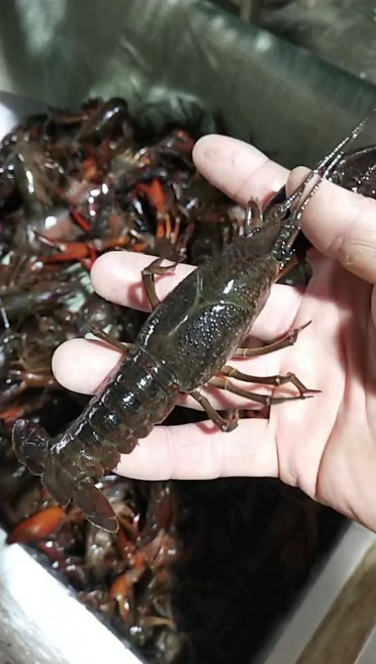 潜江小龙虾肉质饱满:一手货源:产地直发，价格随行就市。