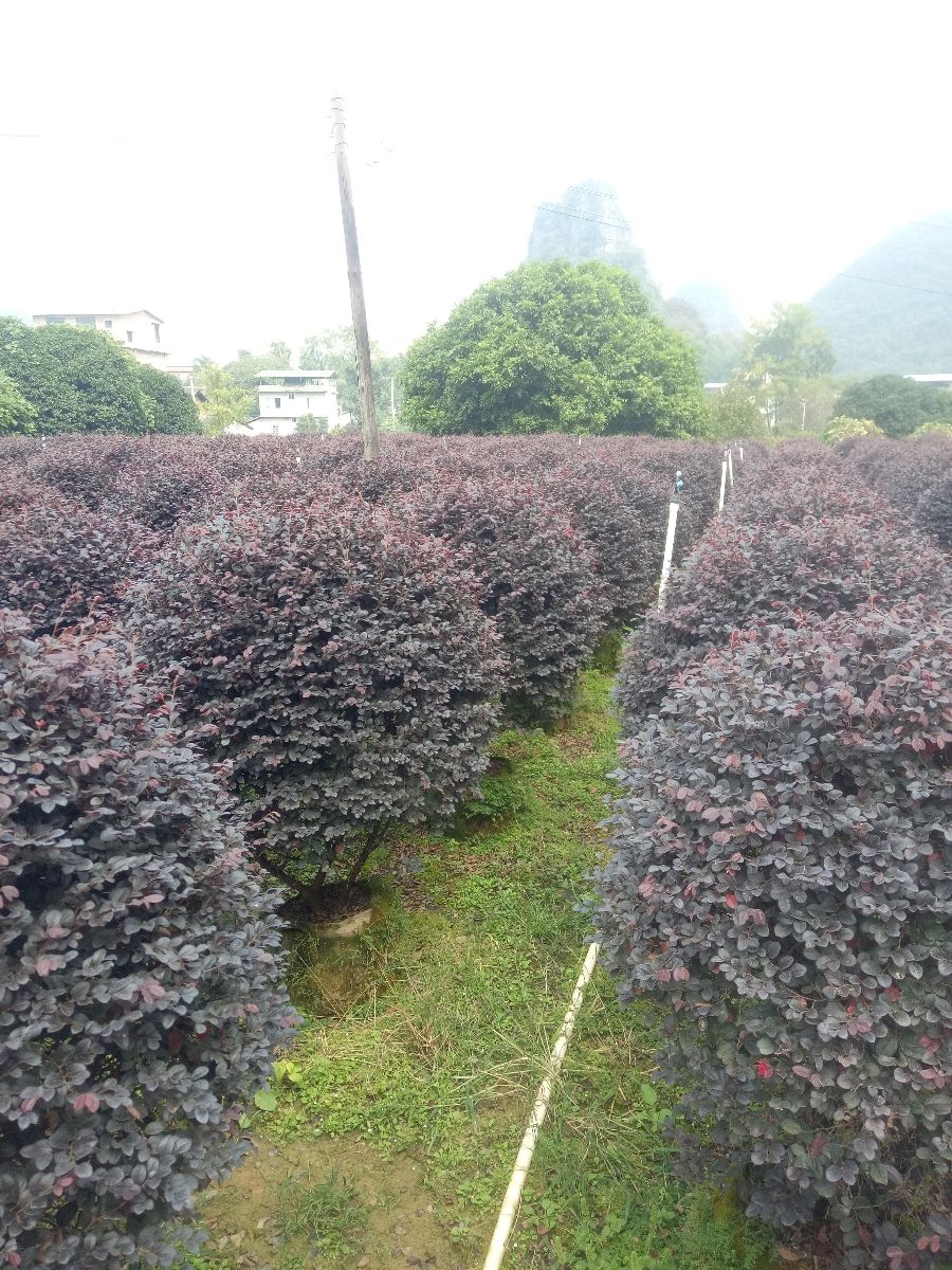 黑珍珠红继木  红继木