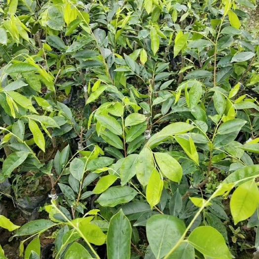 茂名奇楠沉香树  奇楠苗，春季种植靓品种，金丝楠木，少量可发快递物流