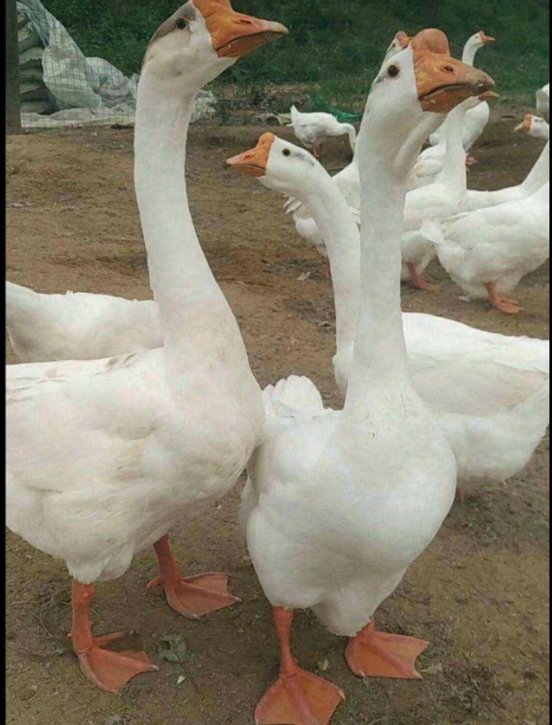 三花，大三花鹅苗，霍尔多巴