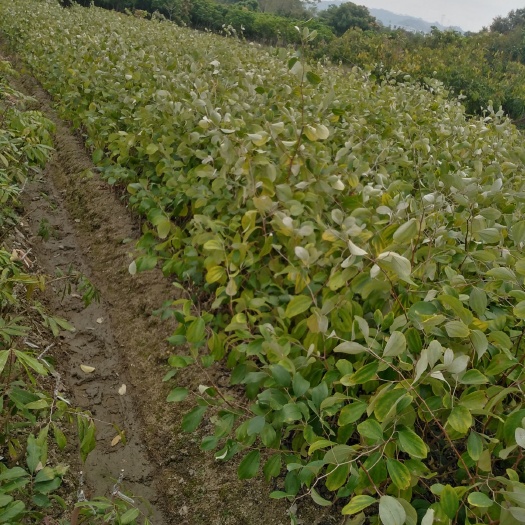 普宁市青枣苗 青枣小杯苗中杯苗