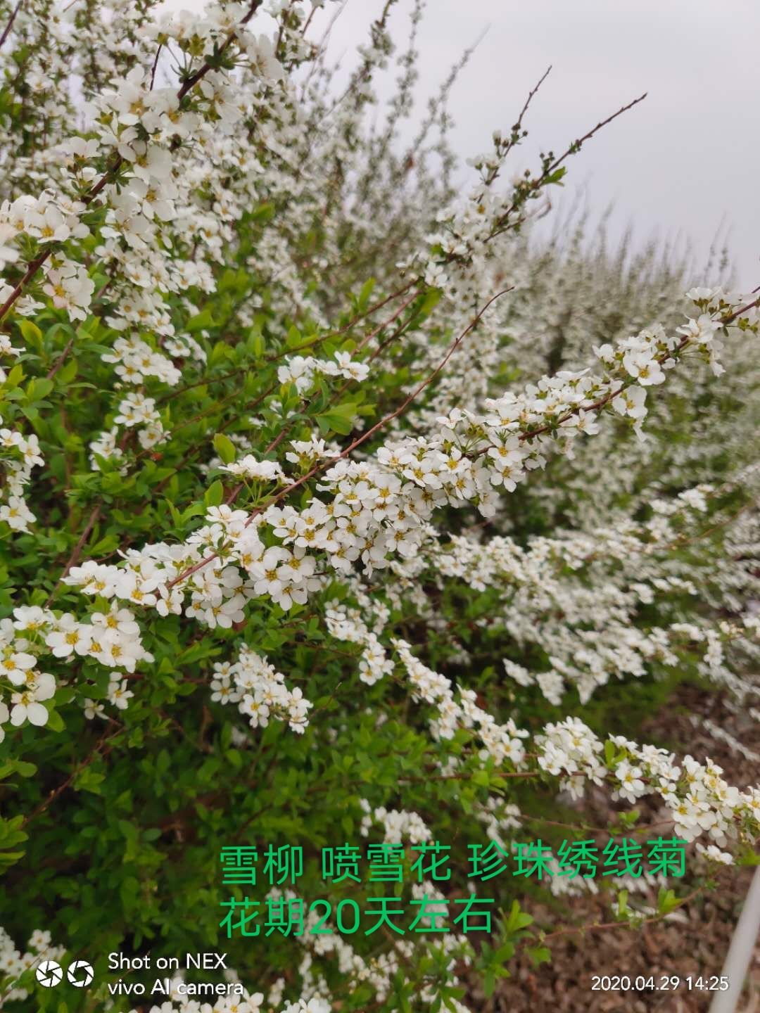 珍珠绣线菊 观赏喷雪花绿植 冬季干枝遇水开花 庭院绿植