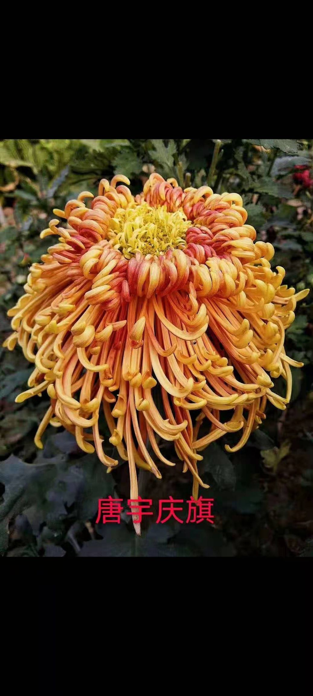 国庆菊 