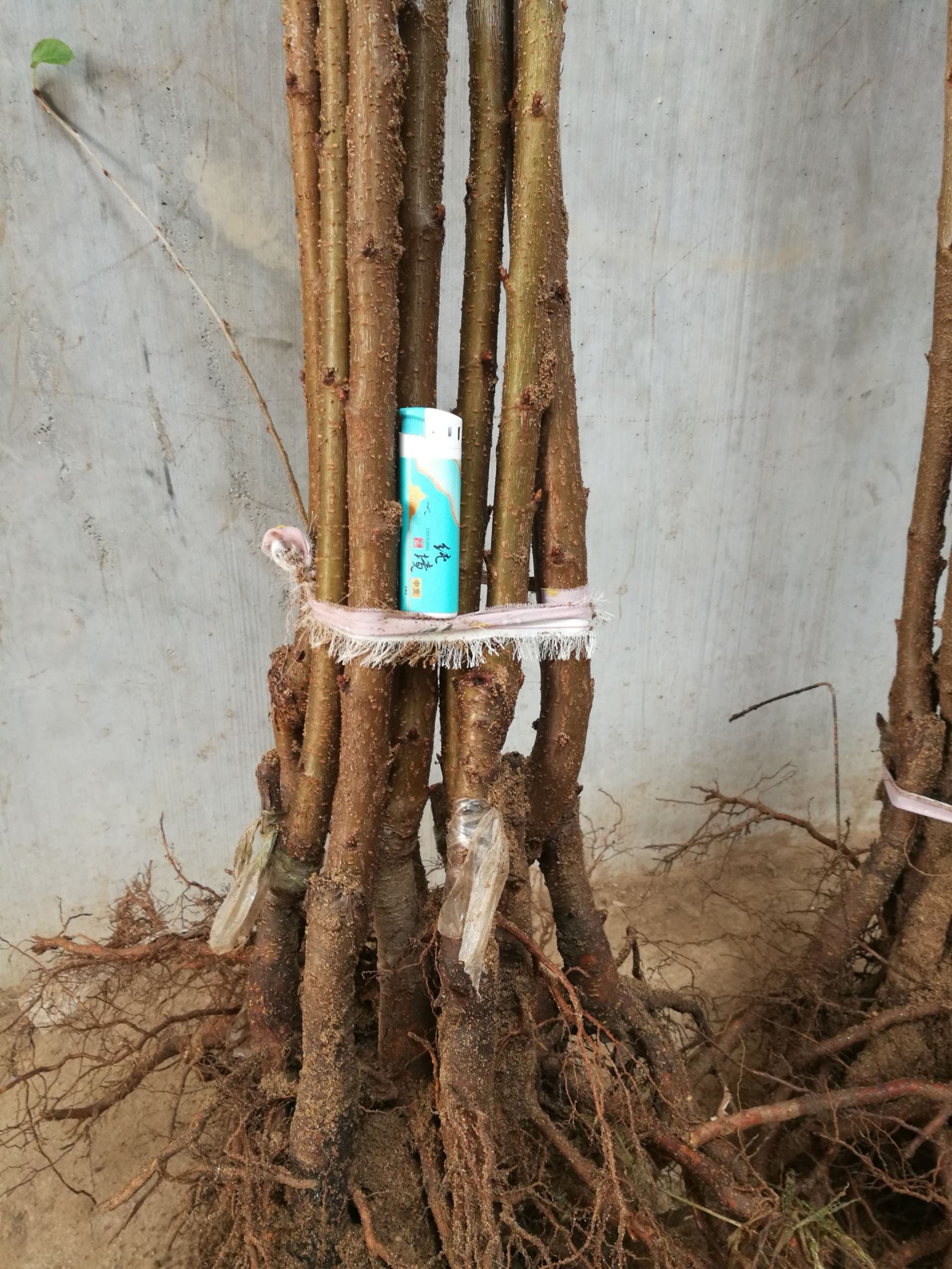 沙王樱桃苗 沙王，俄8樱桃苗