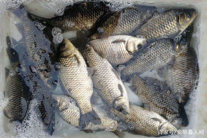 供应鲫鱼，鲫鱼各种规格鲫鱼供应，产地直购