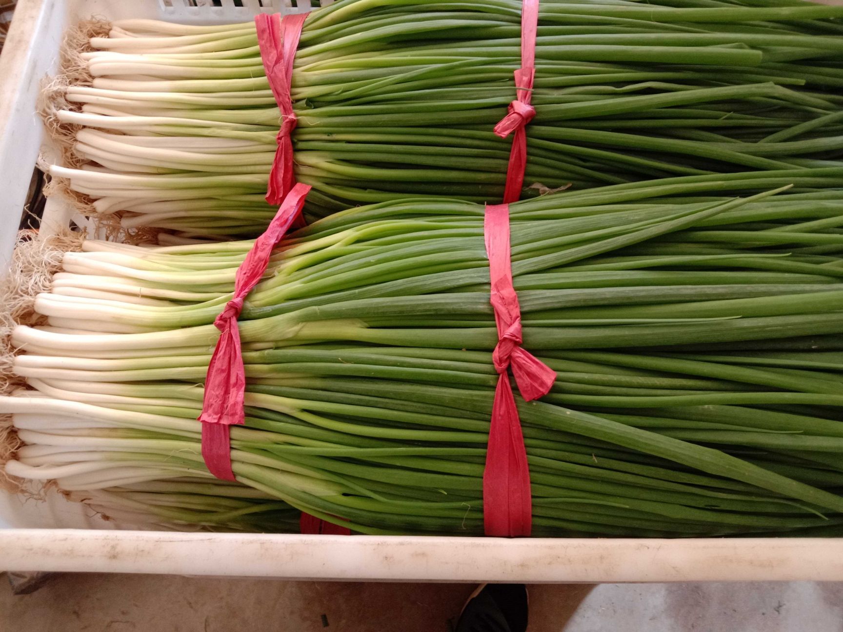  营健精品上海小香葱大量上市，质量好欢迎电商，大型超市来订单，