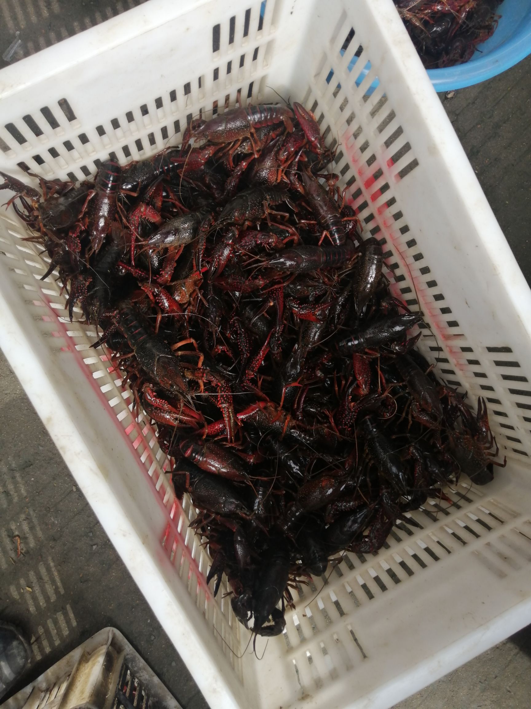 小龙虾 长年供应大龙虾