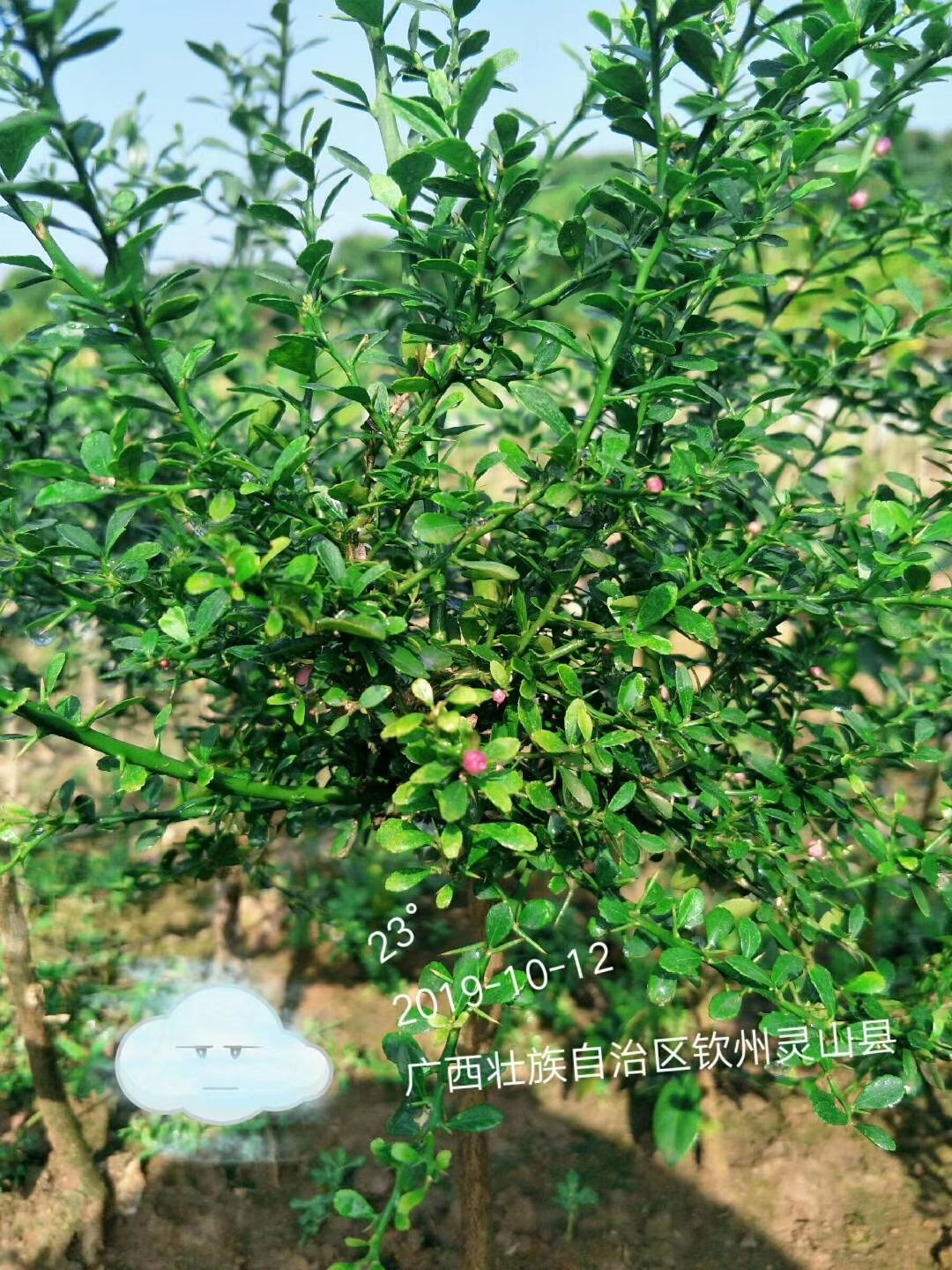 柠檬苗  苗圃包邮直销手指柠檬嫁接苗 带土带叶发货