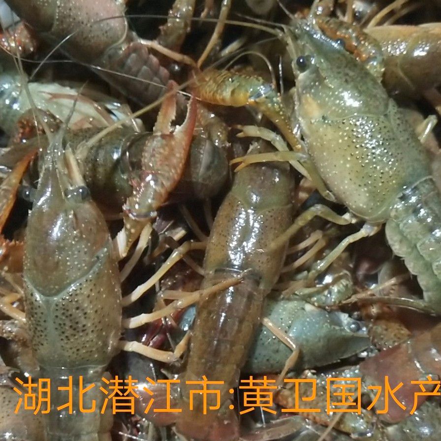潜江小龙虾肉质饱满:一手货源:产地直发，价格随行就市。