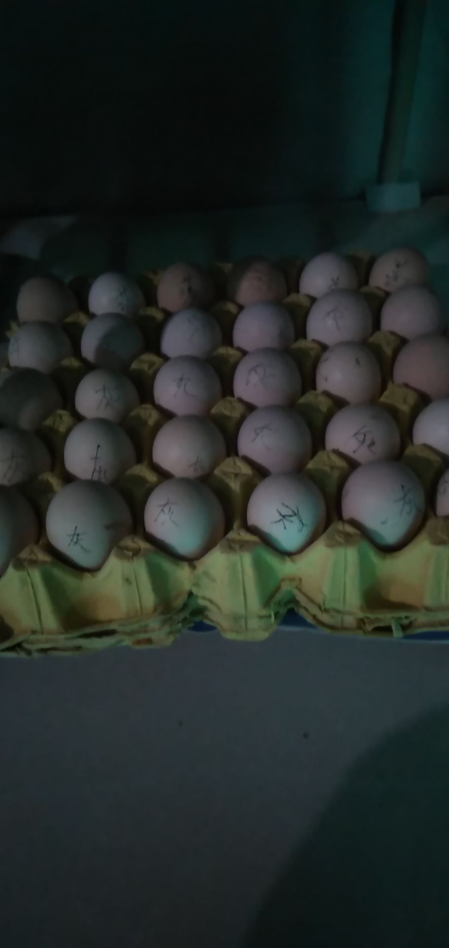 普通鸡蛋  斗鸡种蛋（应新老客户的需求，本场再次做出价格优惠