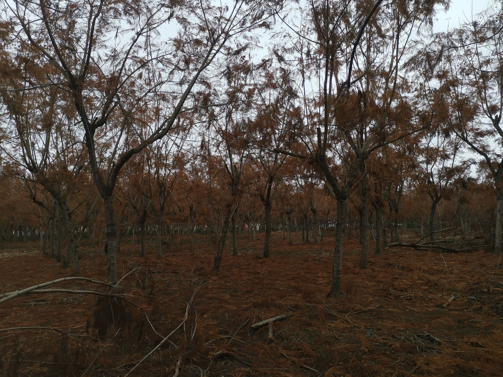 泸州蓝花楹 蓝花楹基地处理