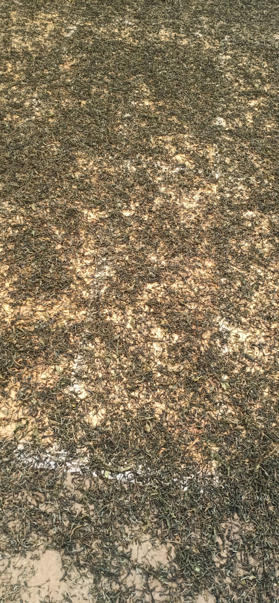 古树茶 昔归大树，老树，古树单株