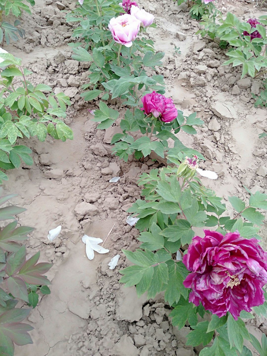 观赏牡丹  精品嫁接苗分株苗，菏泽基地直销，现要现挖，重瓣花
