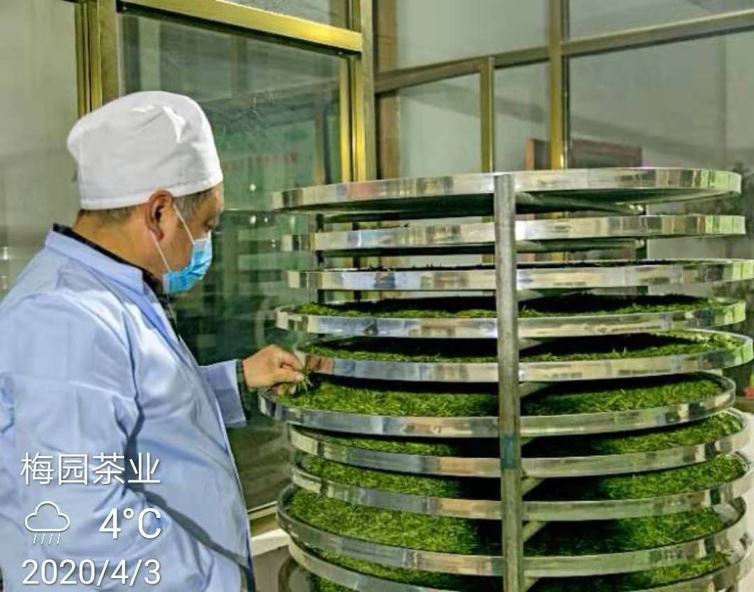 银毫茶 刚采摘加工出厂的明前茶，品质佳！