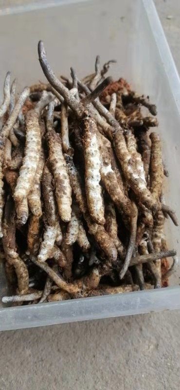 万载县冬虫夏草，一手货源，自采