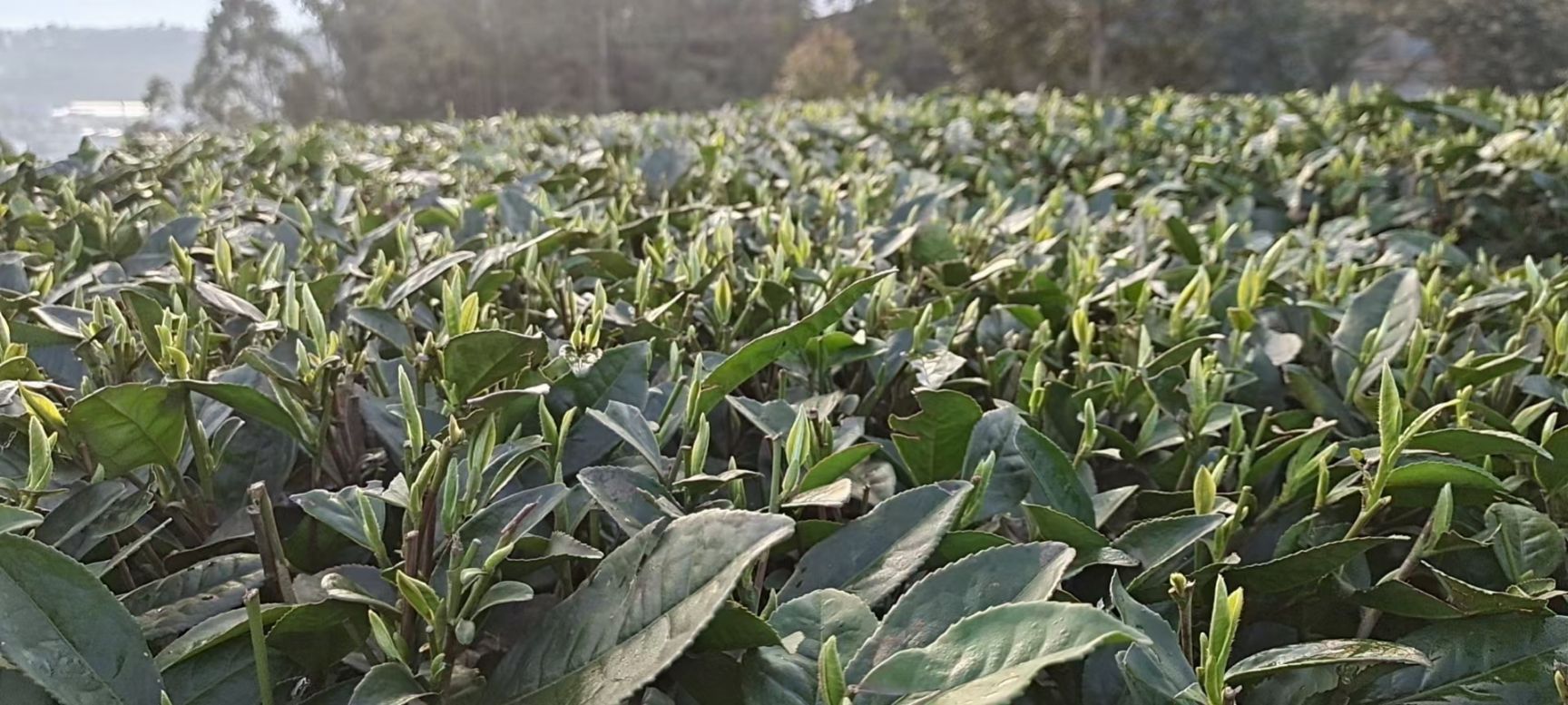 大叶种茶树苗  福鼎大亳茶苗云南大叶