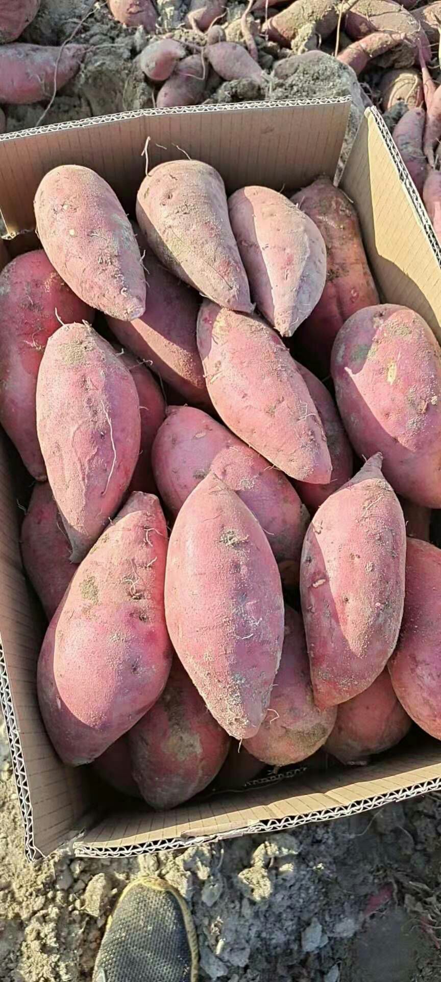 红心红薯 湖北大叶红红薯供应，供应市场，电商平台，加工厂。