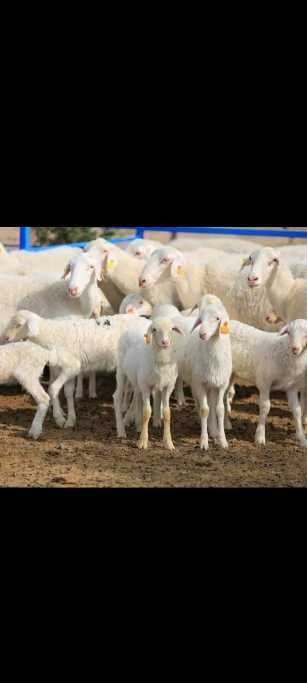 绵羊 纯种湖羊头胎怀孕母羊全国包邮可视频一对一进行选购